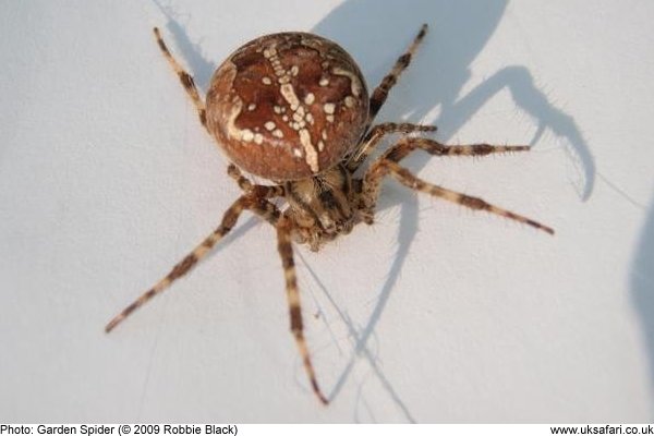 Garden Spiders Cross Spiders Araneus Diadematus Uk Safari