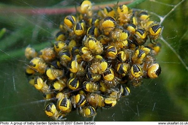 Garden Spiders Cross