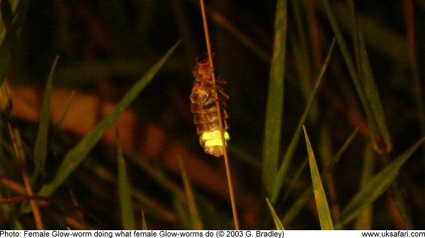 Glow-worm glowing by G. Bradley