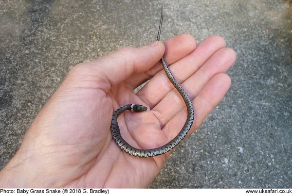 Baby Grass Snake