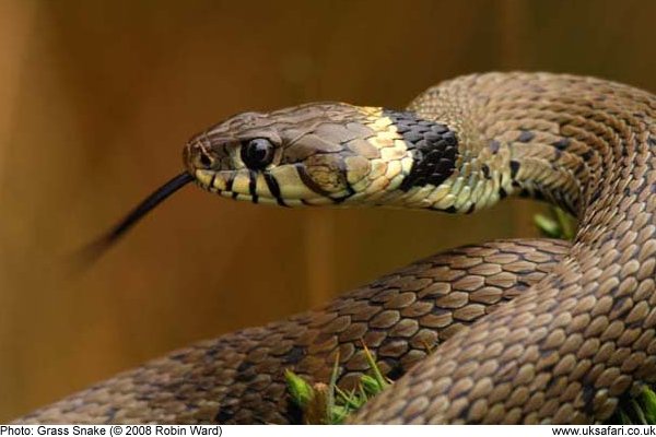 File:Grass Snake (Natrix natrix helvetica) playing dead