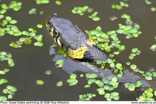 File:Grass Snake (Natrix natrix helvetica) playing dead