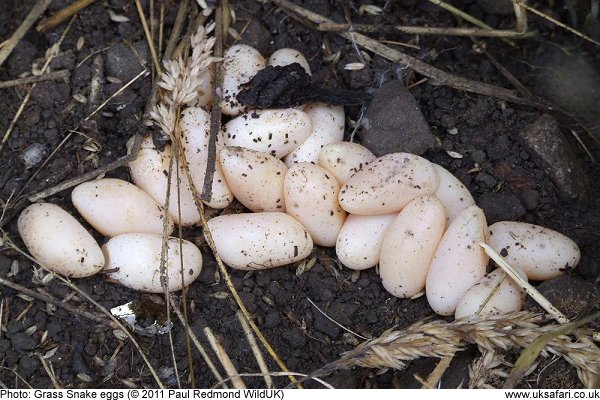 Grass Snake Eggs