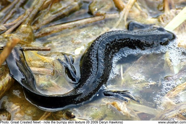 Great Crested Newt