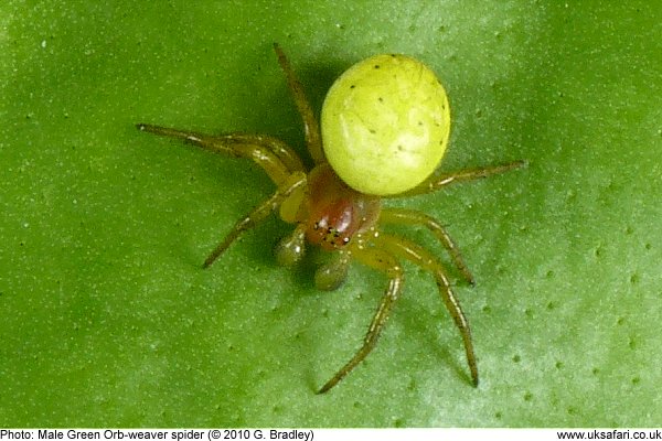 Green Orb Weaver Spiders Araniella Cucurbitina Uk Safari