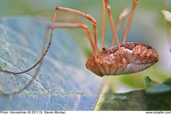 Opiliones - Harvestmen 