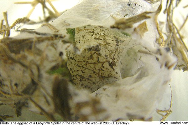 The eggsac of a Labyrinth Spider at the centre of her funnel-shaped web by G. Bradley