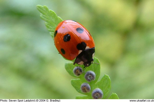 Seven Spot Ladybird