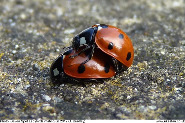 Ladybirds mating