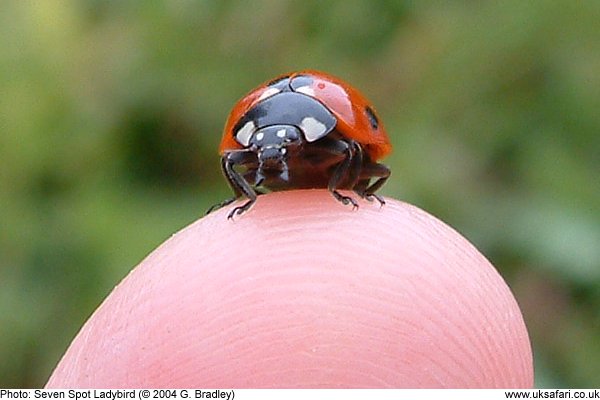 adult ladybird