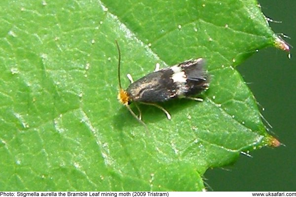 Bramble leaf mining moth