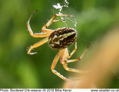 Bordered Orb-weaver Spider