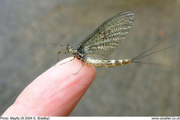 Mayfly