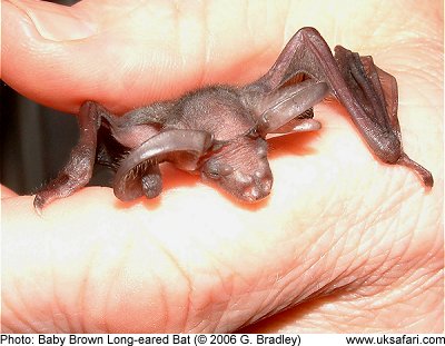 Grounded Baby Bat