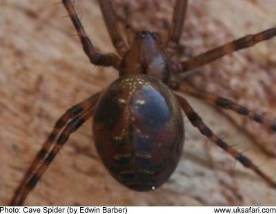 Spiders Section Uk Safari