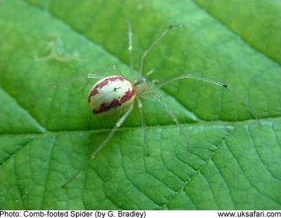 Comb-footed Spider