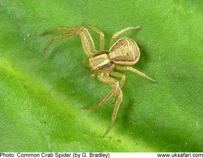 Common Crab Spider