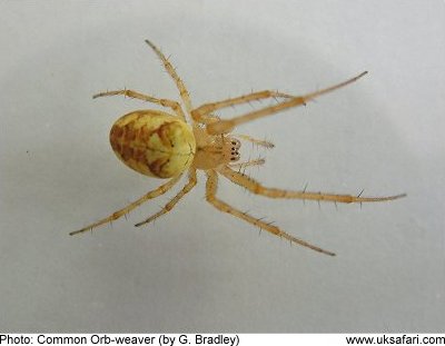 Common Orb-weaver