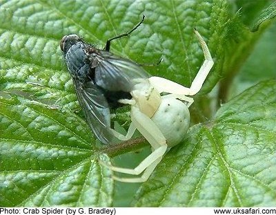 Crab Spider