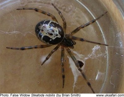 uk safari spiders