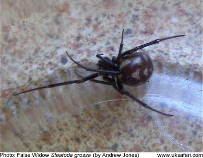 False Widow (Triagonal)