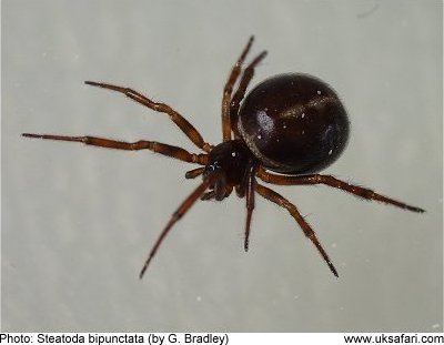 False Widow (Rabbit Hutch)