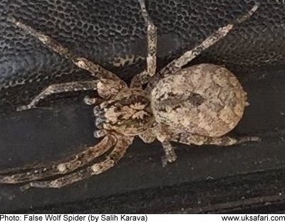 False Wolf Spider