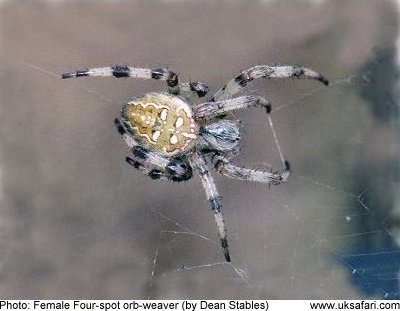 Four Spot Orb-weaver