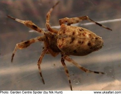 Garden Centre Spider