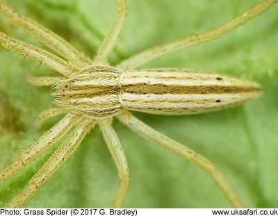 Grass Spider