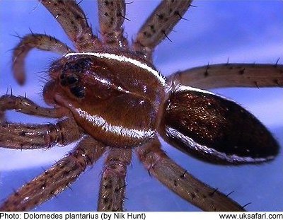 Great Raft Spider