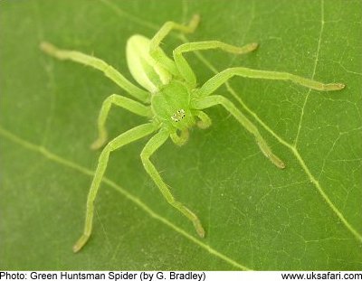 Green Huntsman Spider