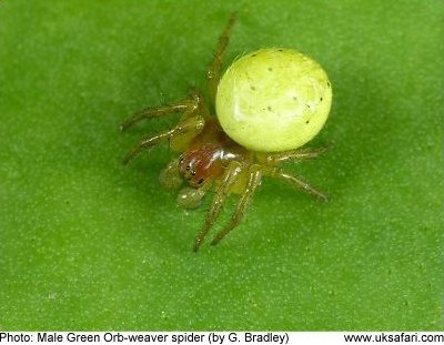 Green Orb-weaver