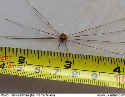 Harvestman - (not a spider)