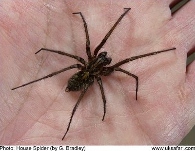 House Spider