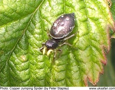 Jumping Spider