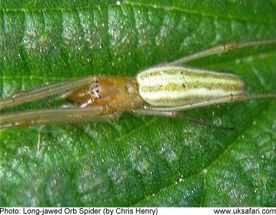 Long-jawed Orb Spider