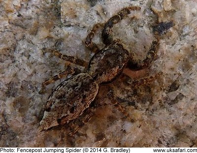 Fencepost Jumping Spider