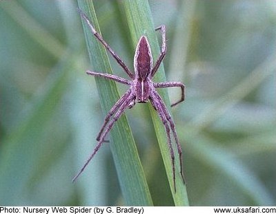 Nursery Web Spider