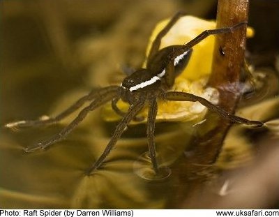 Raft Spider