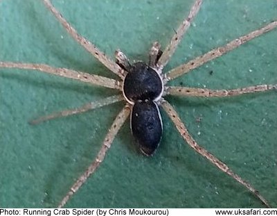 Running Crab Spider