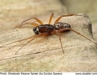 Sheetweb Spider