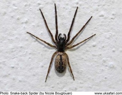 British Spider Identification Chart