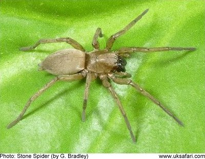 Stone Spider