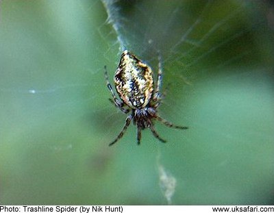 Trashline Spider