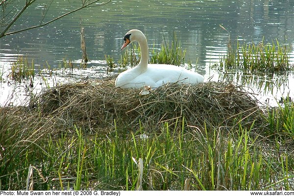 Swan on her nest