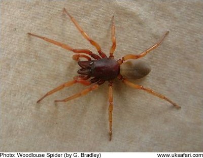 Woodlouse Spider