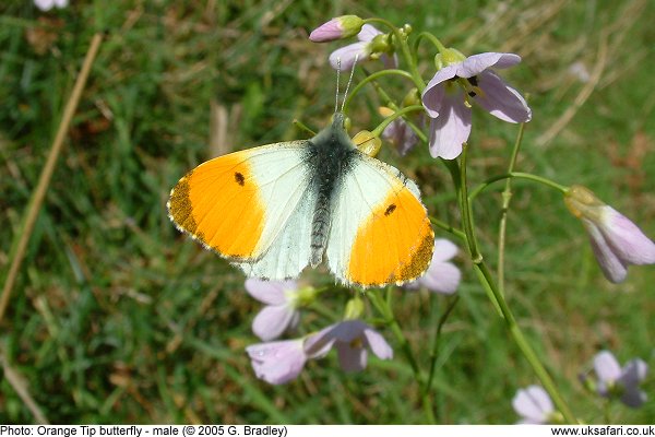 male Orange Tip Butterfly