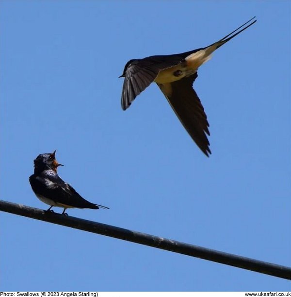 Swallows (© 2023 Angela Starling)