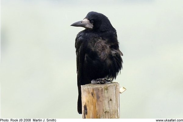 Rook (Corvus frugilegus) - British Birds - Woodland Trust